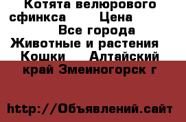 Котята велюрового сфинкса. .. › Цена ­ 15 000 - Все города Животные и растения » Кошки   . Алтайский край,Змеиногорск г.
